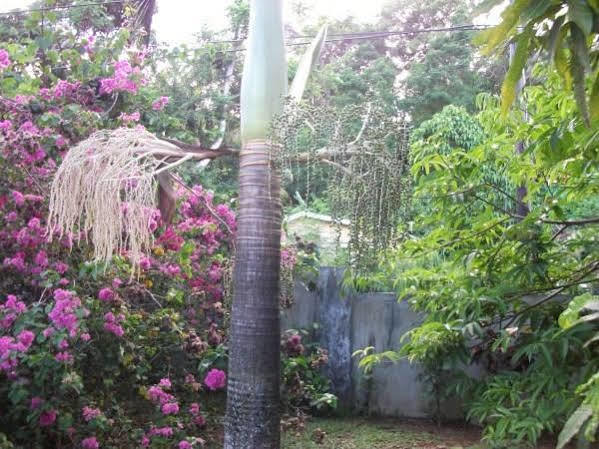 Marl Self Catering Villa Pointe La Rue ภายนอก รูปภาพ